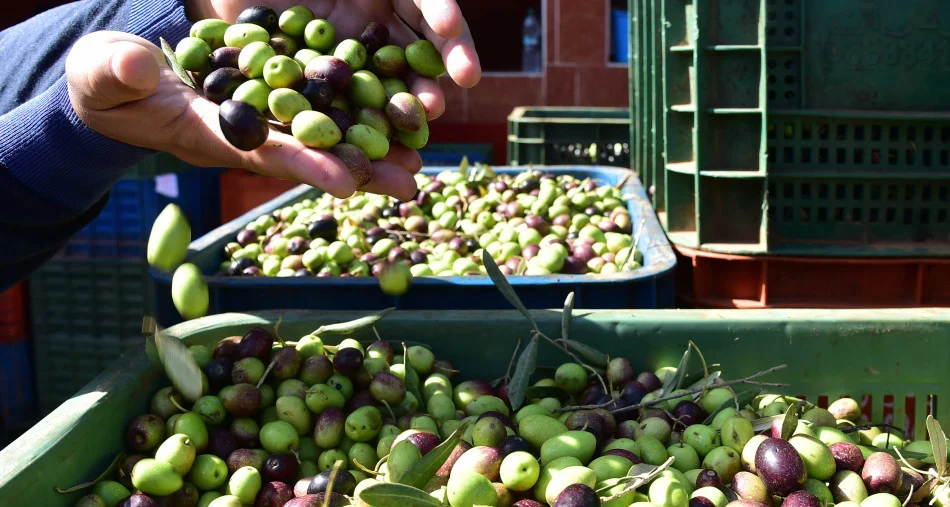 Freshly harvested olives being collected during the annual olive harvest in Morocco.